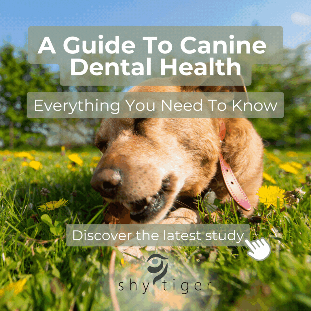 Canine Dental Health