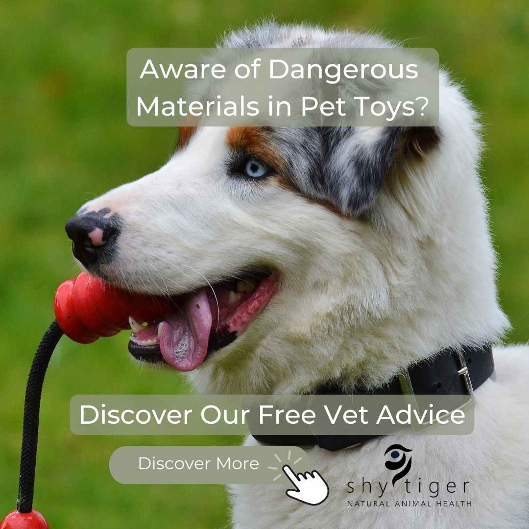 Dangerous Materials to Look Out For in Pet Toys