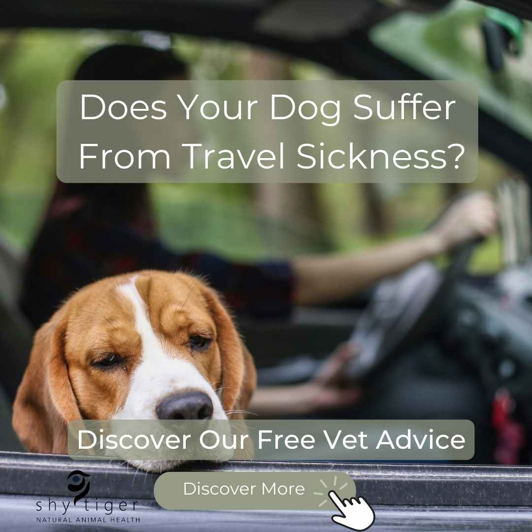 Dog looking outside of the car looking car sick