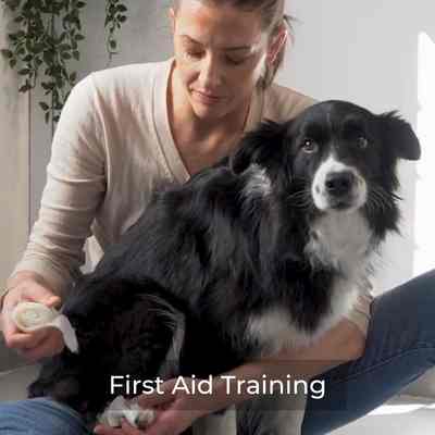 How To Give Your Dog First Aid