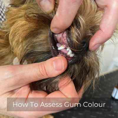 Vet inspects the gums of a small dog. 
