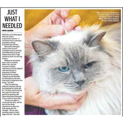 Cat getting acupuncture