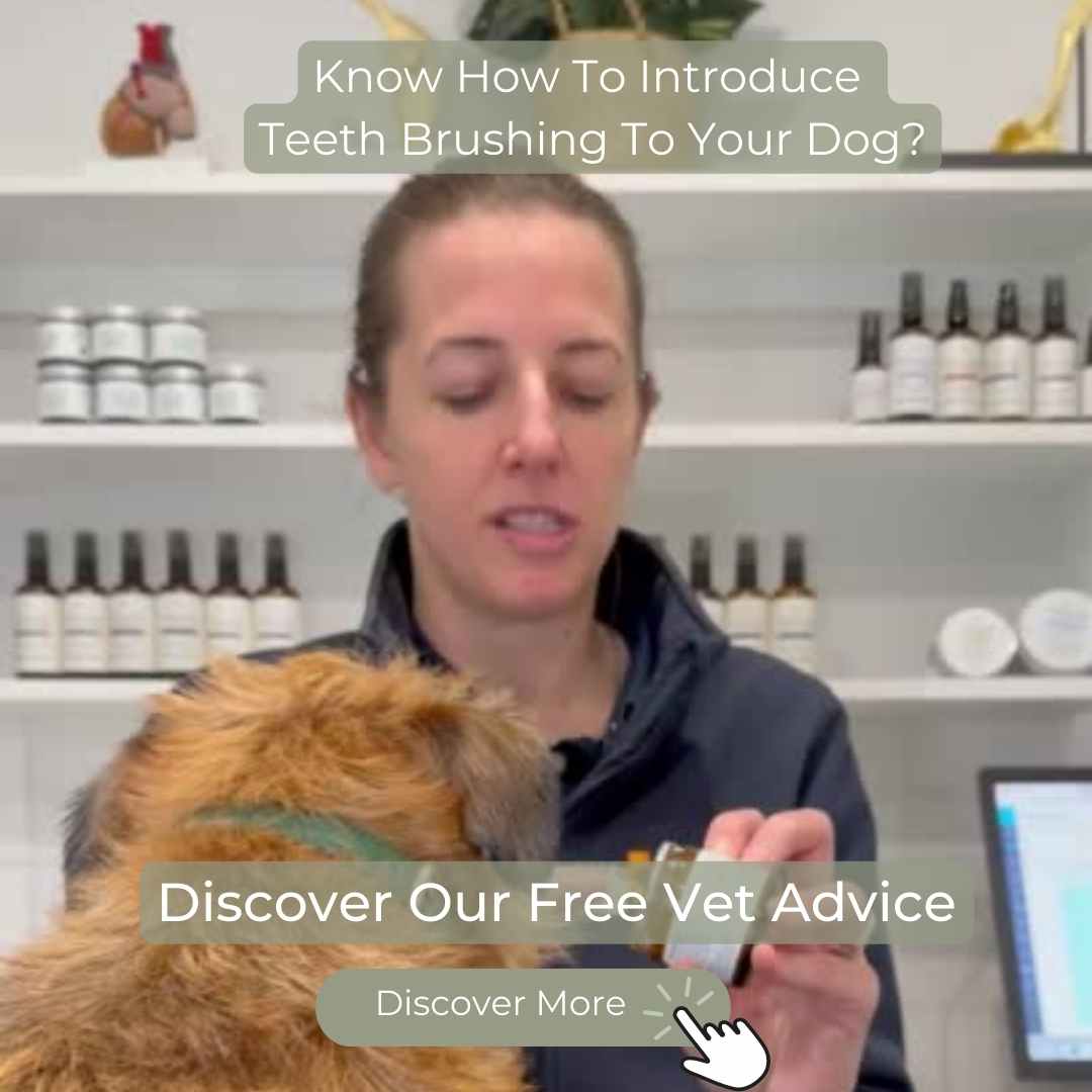 Vet Dr Nicole Rous introducing teeth brushing to dog