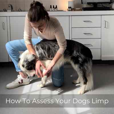 How To Assess A Dog Limp