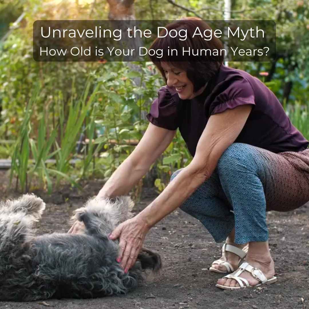 Older Lady playing with Old Grey Dog