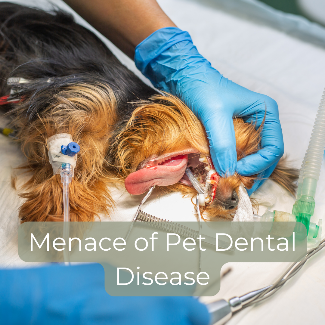 Pet Dental Disease