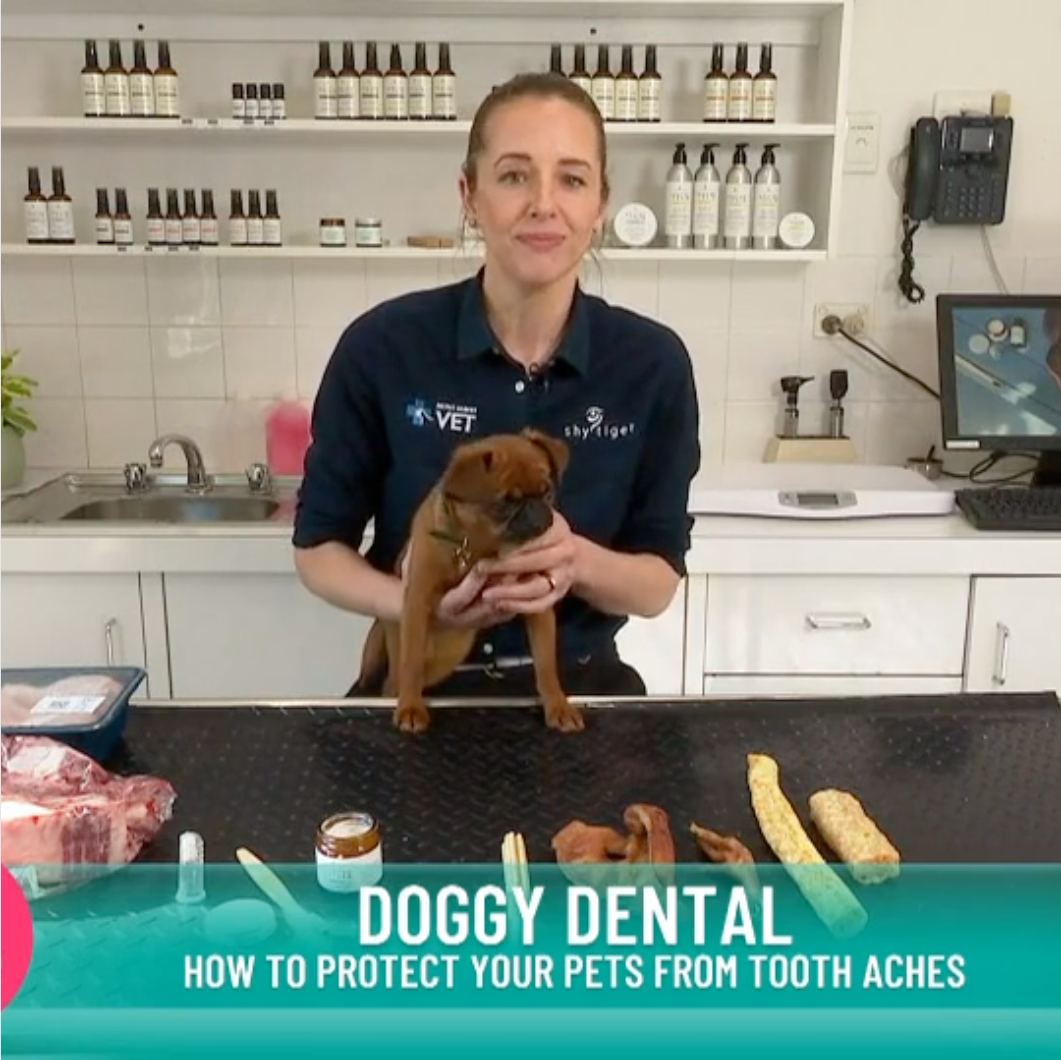 Vet Dr Nicole Rous on Studio 10 with Pickle and Shy Tiger Toothpaste