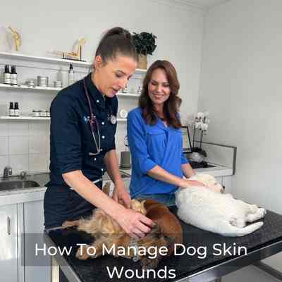 Veterinarian demonstrations with 3 dogs