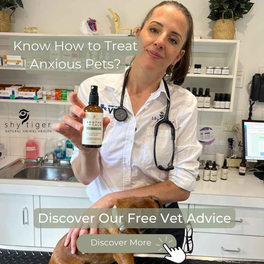 Treating Anxious Pets