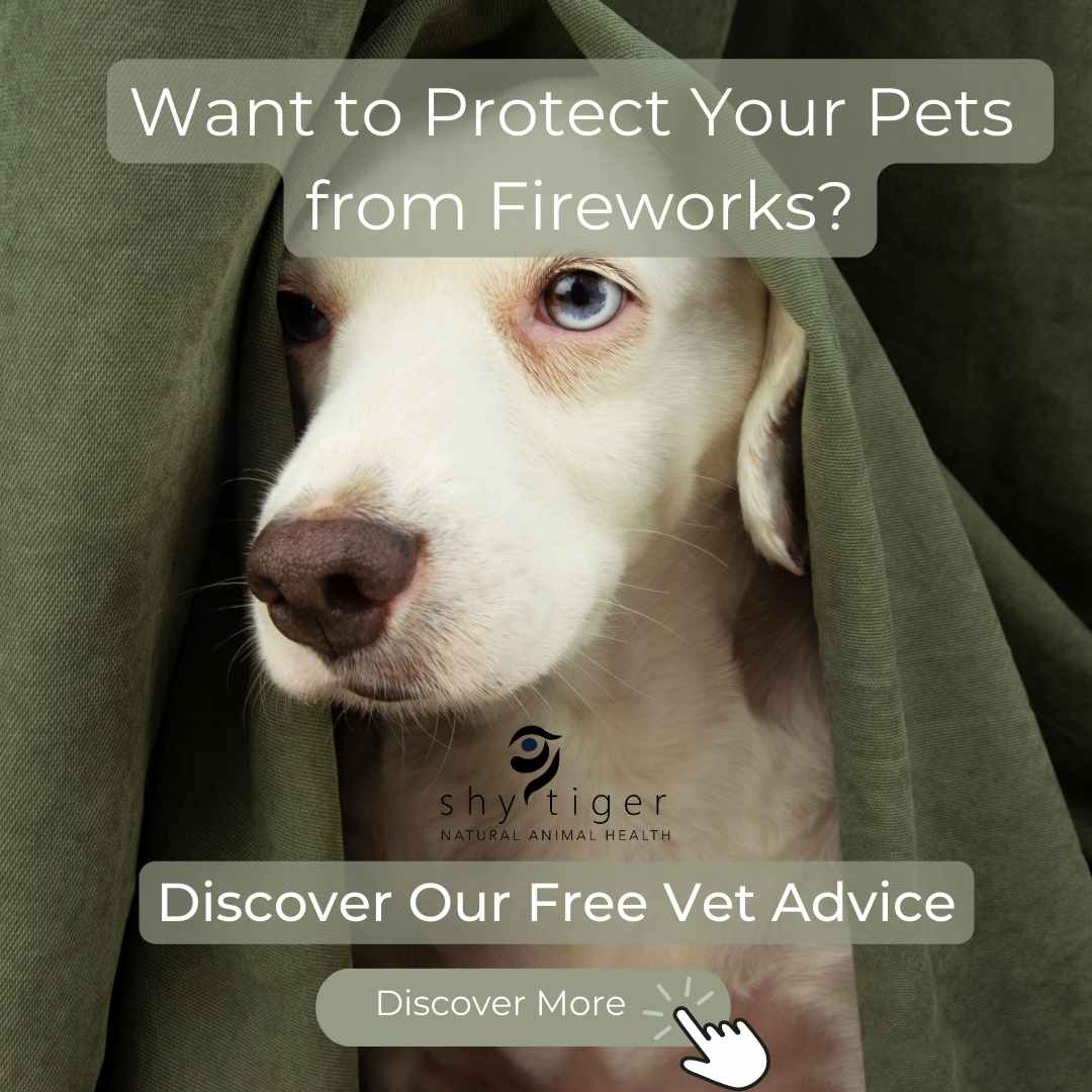 Anxious Dog hiding under cover