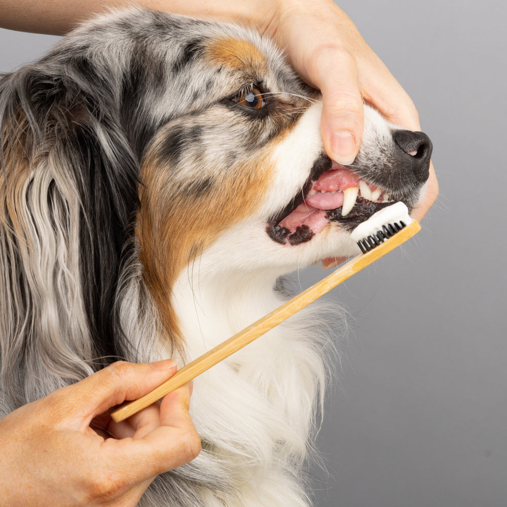Bamboo Dog Toothbrush for Gentle yet Effective Dental Care by Shy Tiger