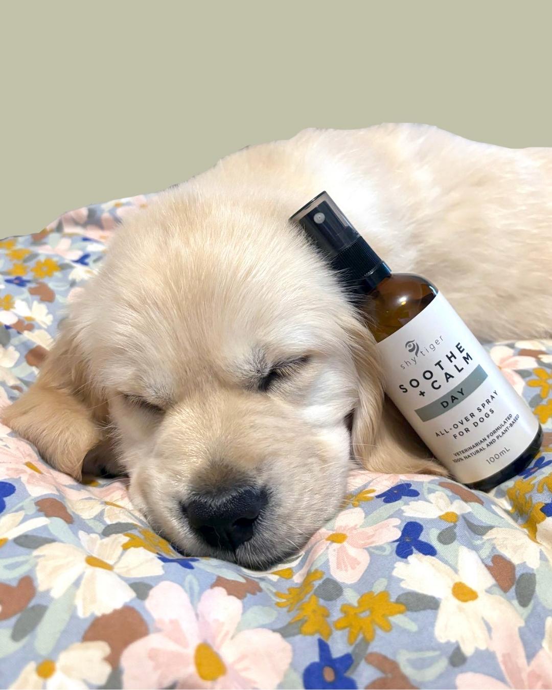 Natural Calming Spray for Dogs, Vet-formulated with 100% Natural Ingredients, Made in Australia by Shy Tiger