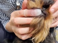Vet demo on Gentle Dog Dental Care with our BPA-free Silicone Finger Brush