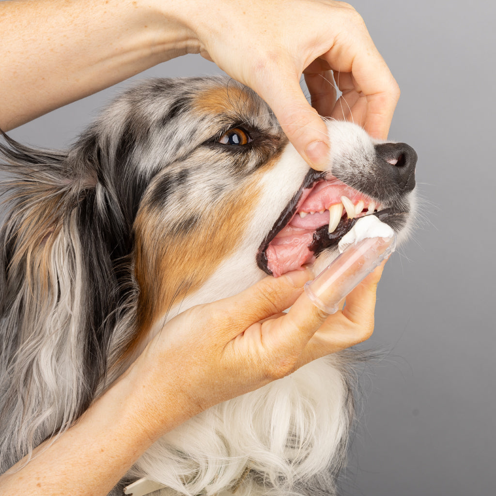 BPA-free Silicone Finger Brush for Dog Dental Care by Shy Tiger