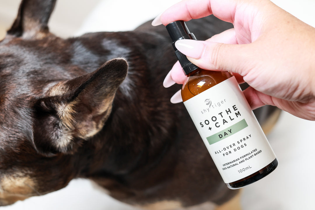 Vet-formulated All Natural Stress Spray For Dogs, Made in Australia by Shy Tiger