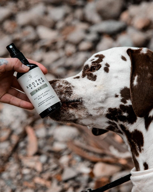 Vet-formulated, Natural Stress Spray for dogs, Immediate Stress Relief Solution, Made in Australia by Shy Tiger