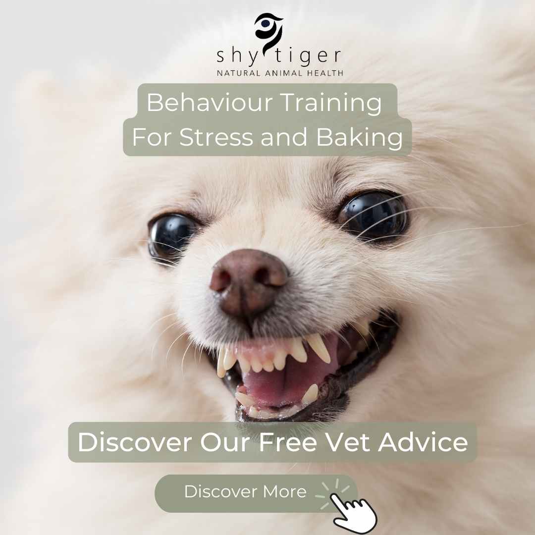 Angry dog flashing sharp teeth