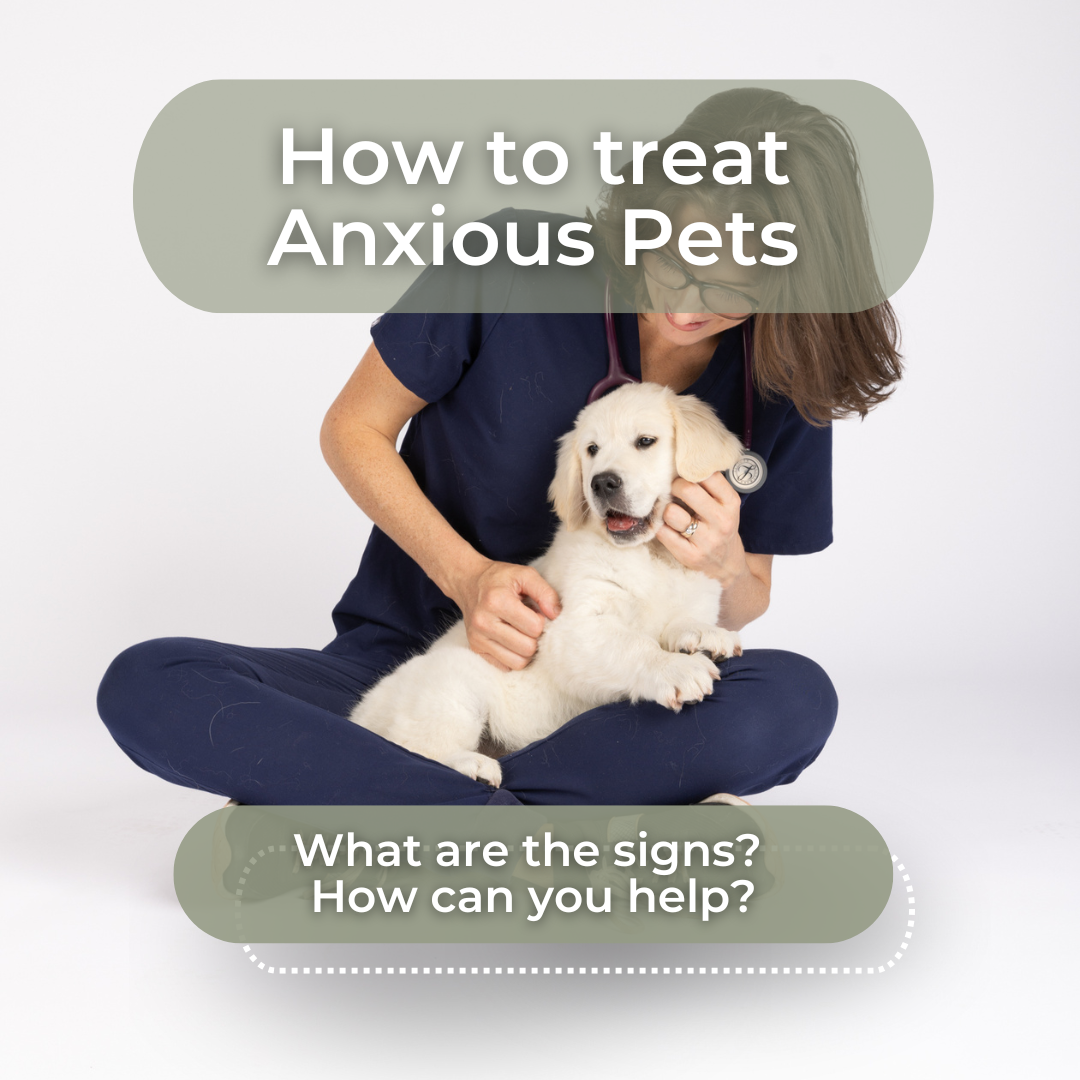 Treating Anxious Pets
