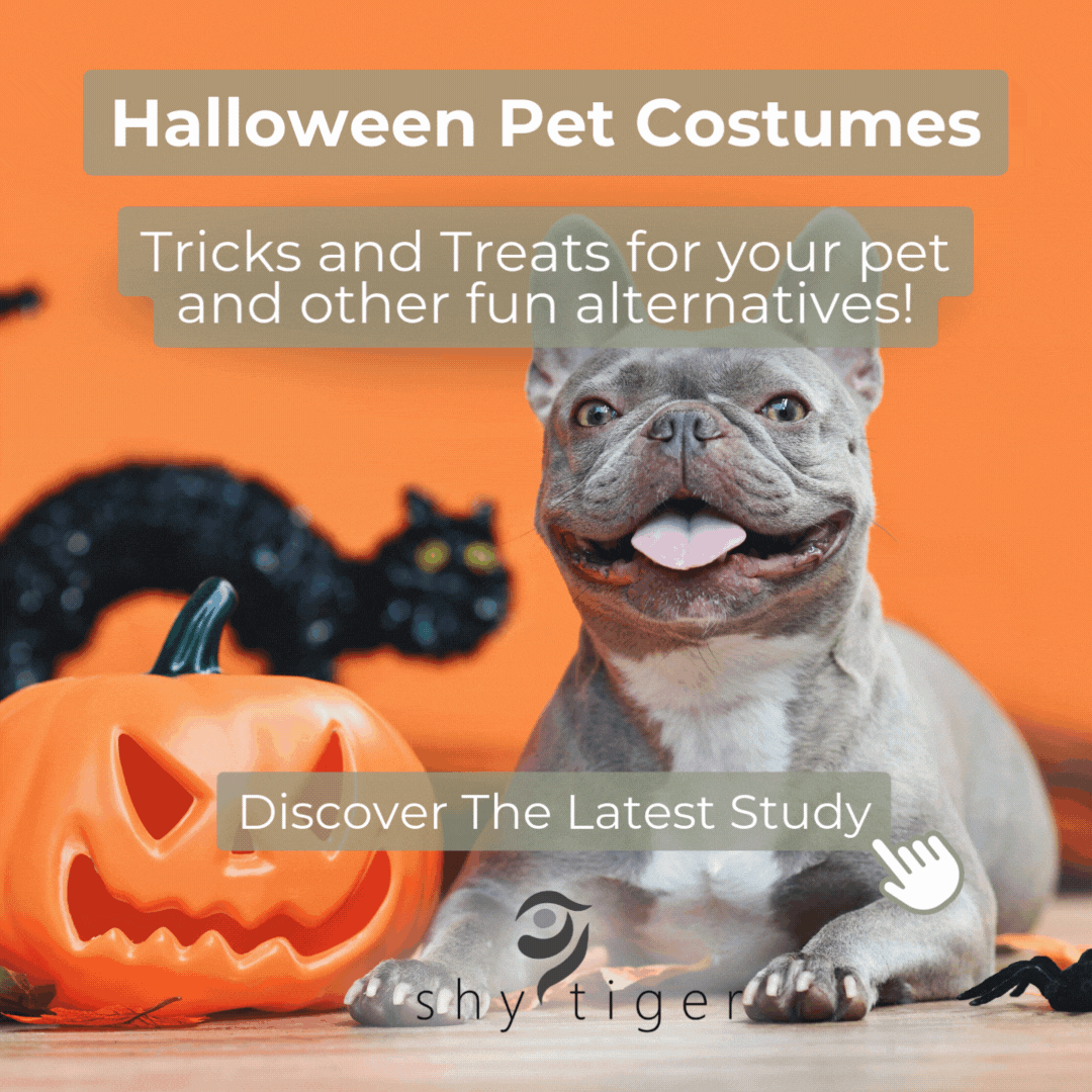 A dog wearing a ghost costume sitting next to a jack-o'-lantern