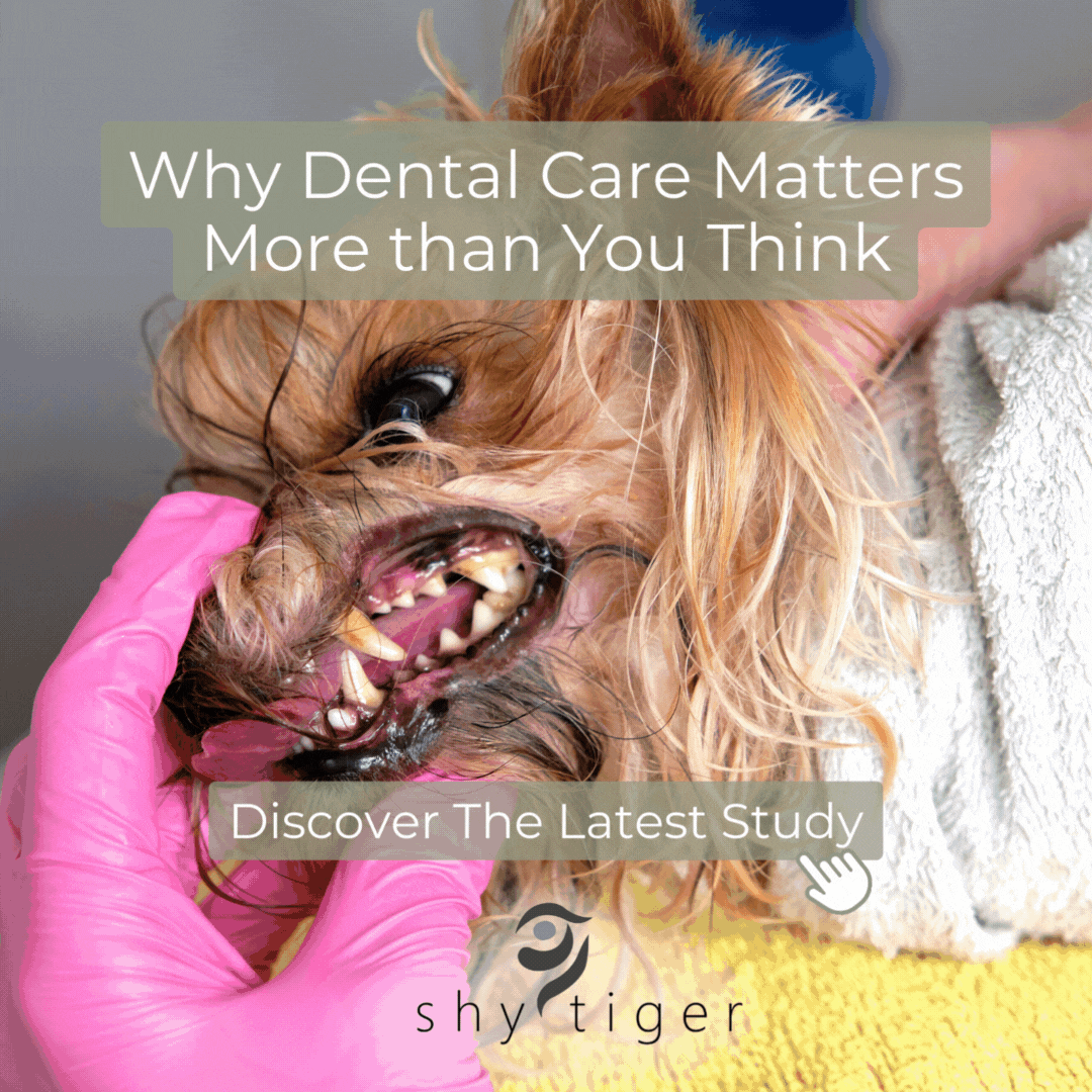 Pet Dental Care Matters Shy Tiger