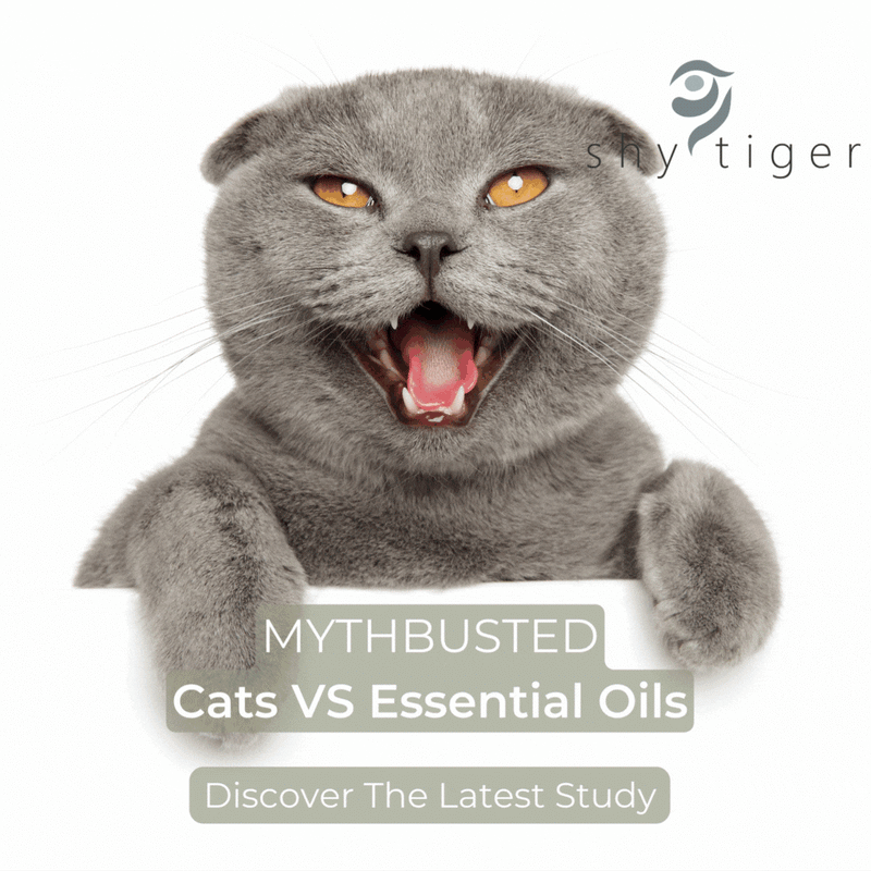 Cats Vs Essential Oils Shy Tiger