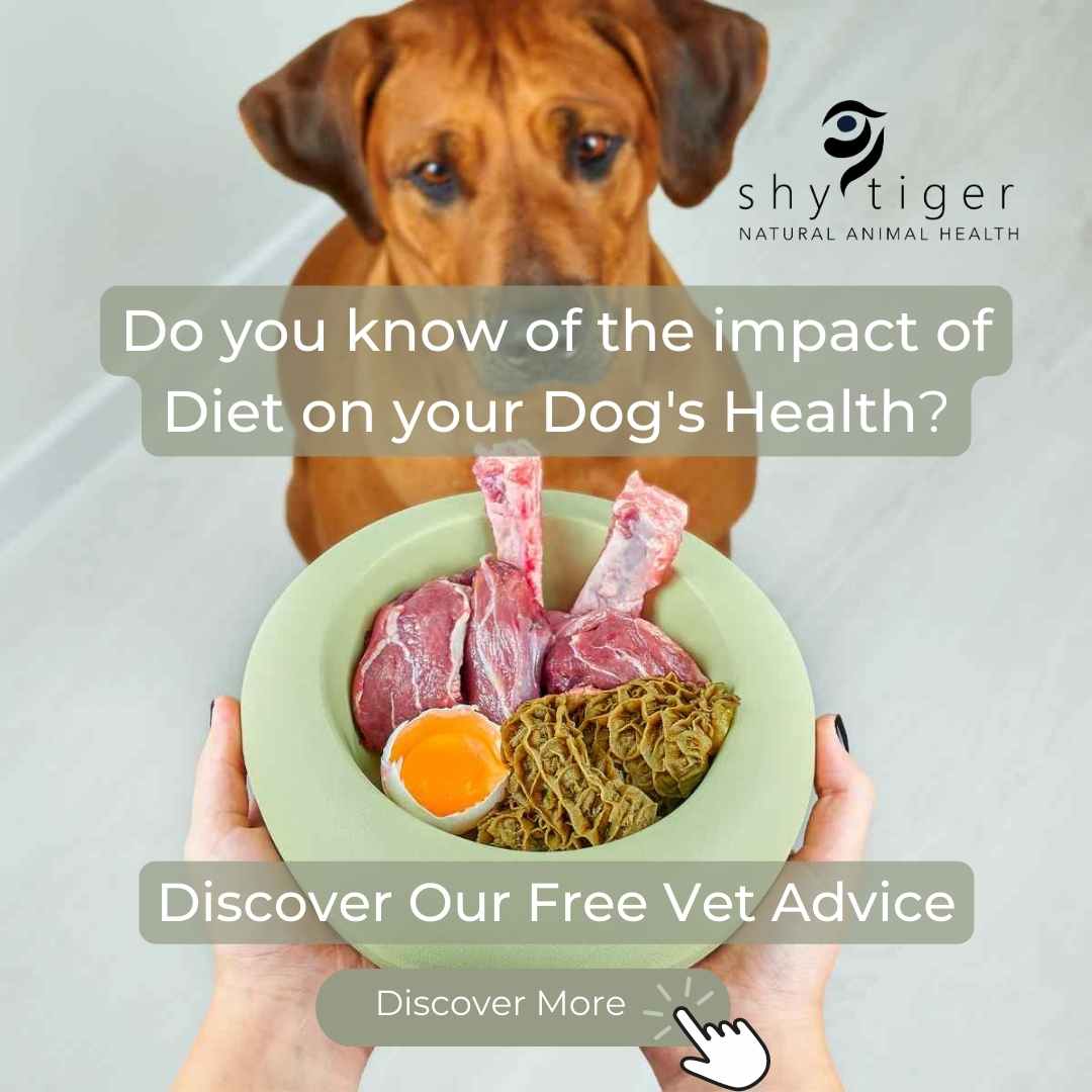 Impact of Diet on Dog's Health