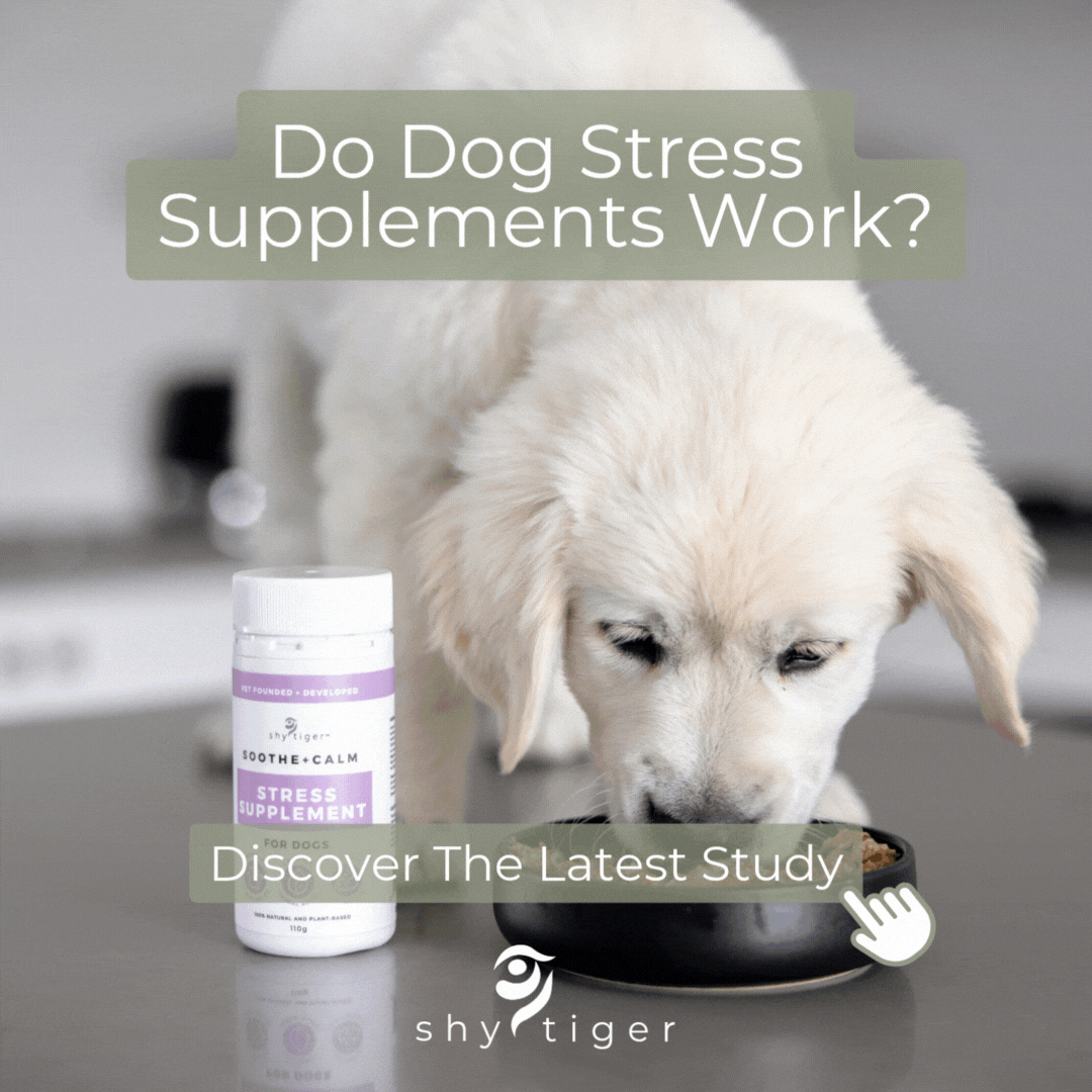 Do Dog Stress Supplements Work? – Shy Tiger Natural Animal Health