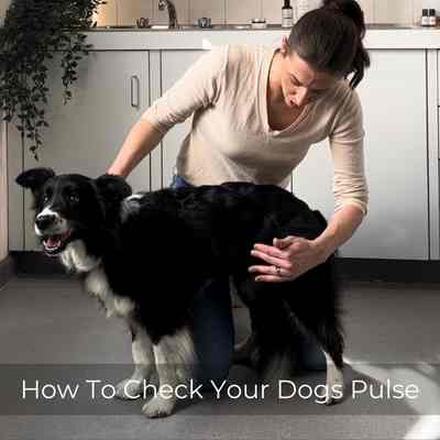 Vet checking the pulse rate of a Border Collie dog