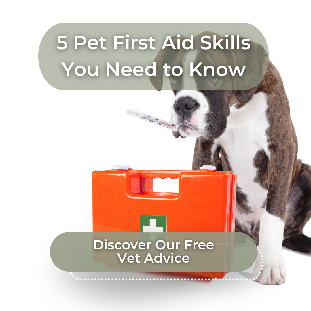 Dog with a pet first aid kit showing essential supplies for responsible pet care and wellbeing routines