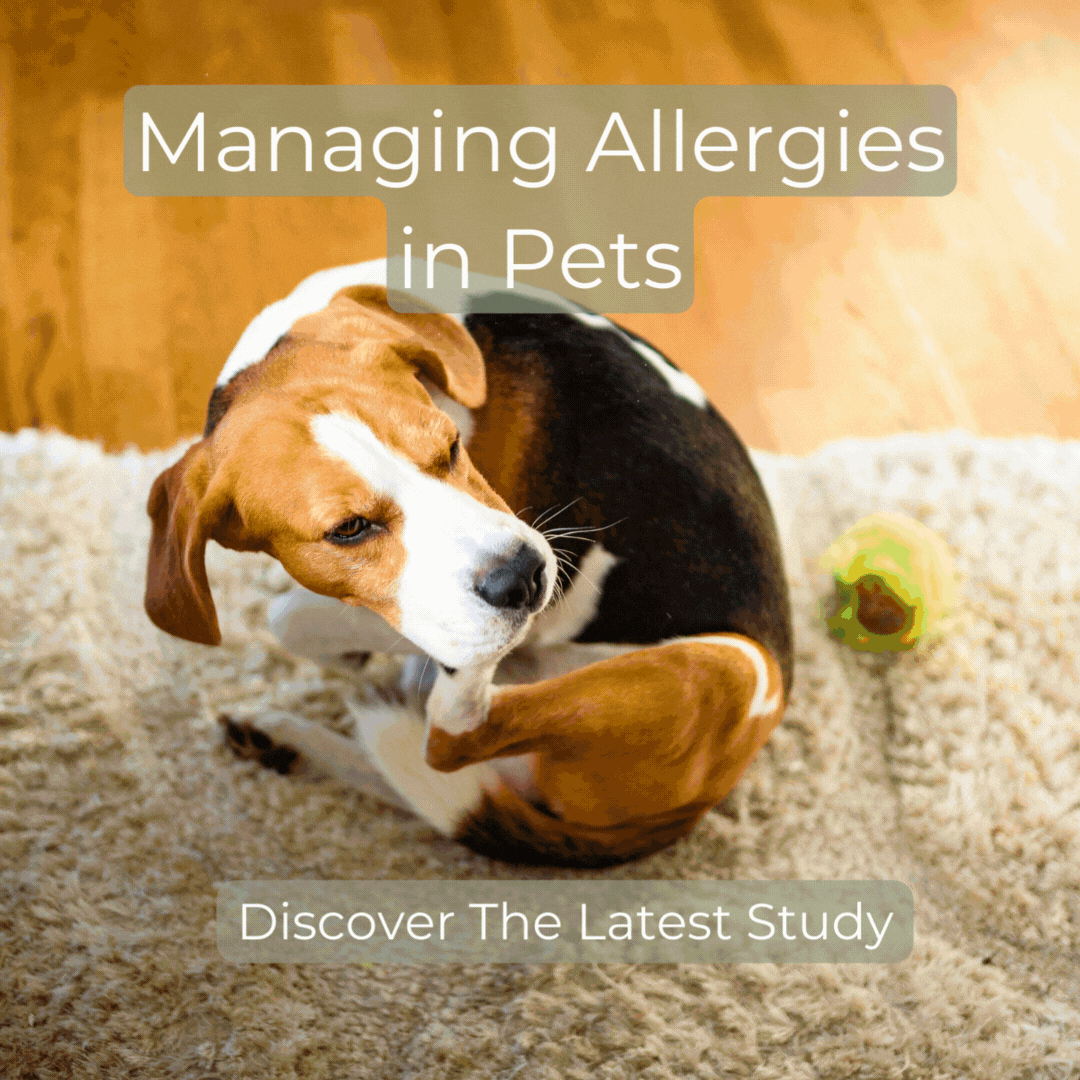 Managing Allergies in Pets