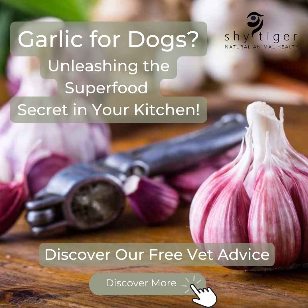 Garlic for Dogs Unleashing the Superfood Secret in Your Kitchen! Shy Tiger
