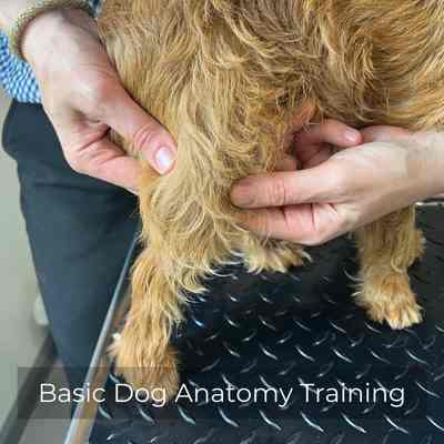Vet handling a small dogs leg. 