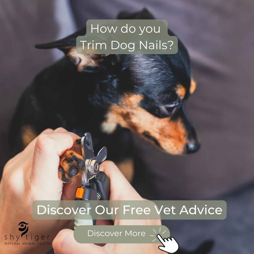 Timid dog getting nails trimmed