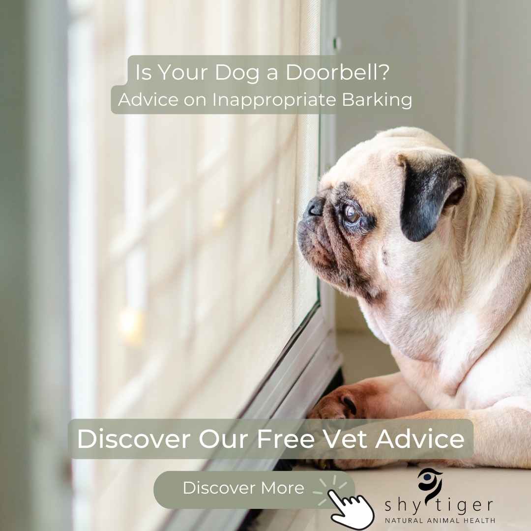 Is your dog a dog doorbell? Advice on inappropriate barking.