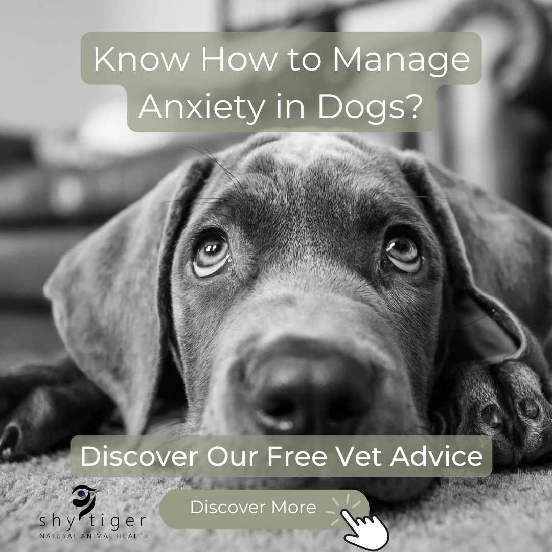 Anxious Dog looking sad