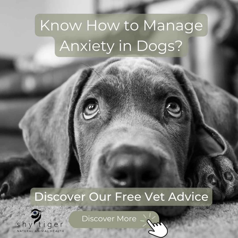 How to manage anxiety in dogs Shy Tiger