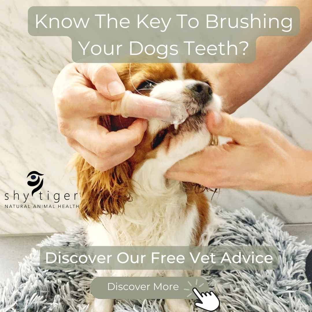 Vet Dr Nicole Rous with Dog Pickle brushing dog teeth with Soothe + Clean dog toothpaste