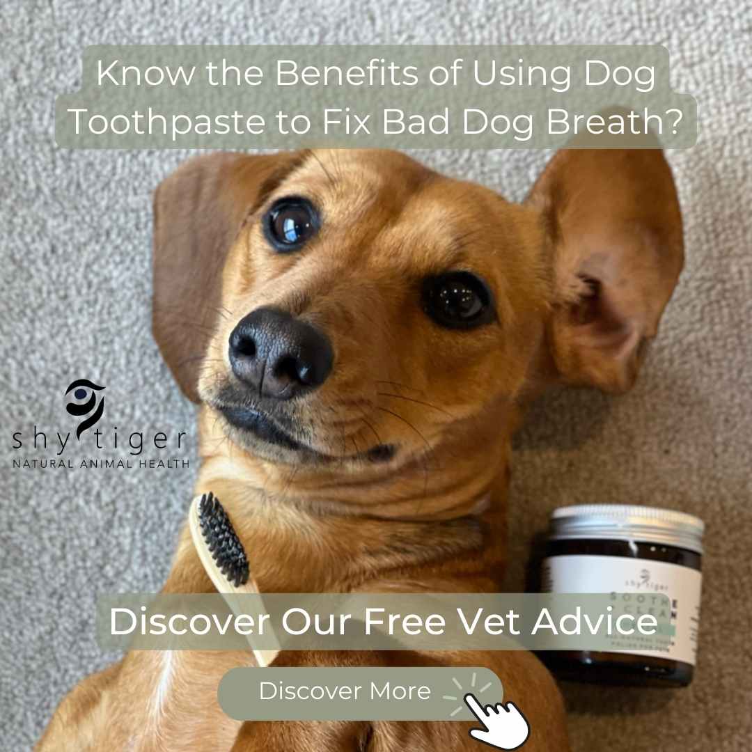 Cute Dachshund with Soothe+ Clean Dog Toothpaste