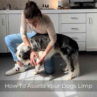 Vet assessing a Border Collie with limp