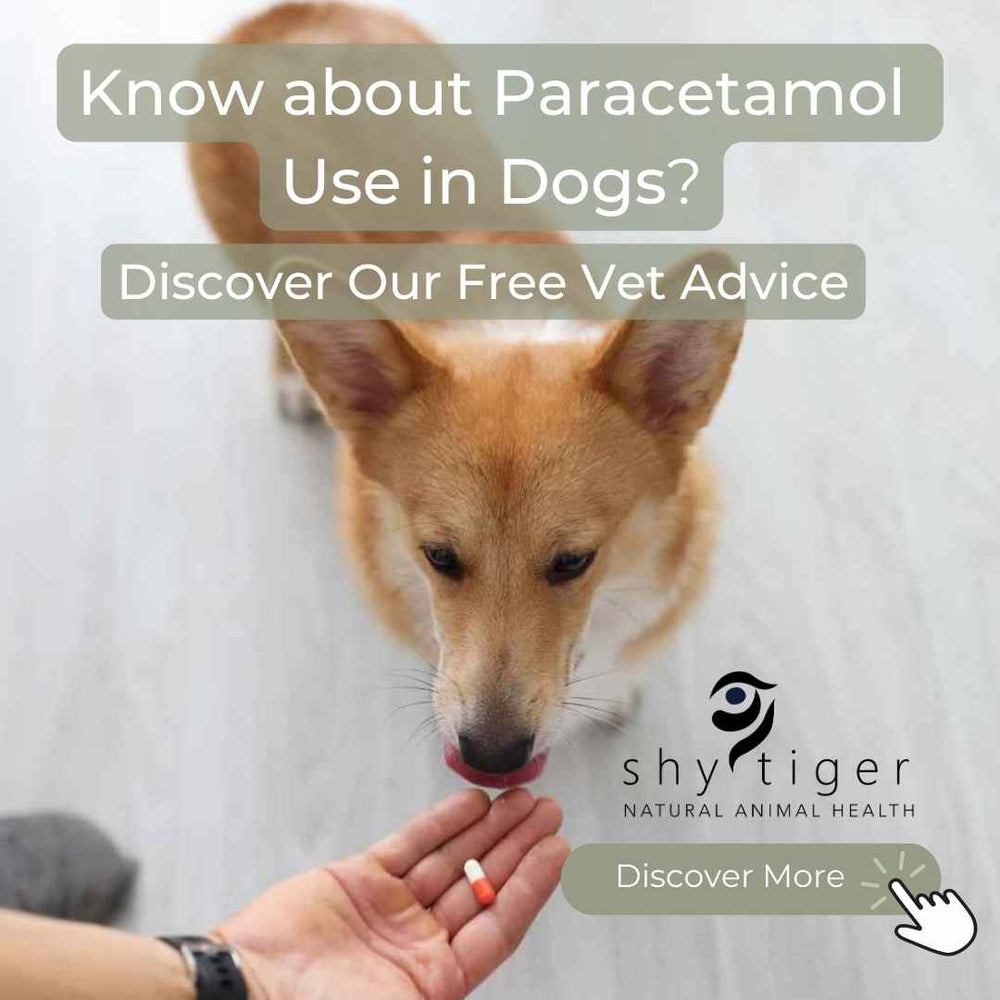 Paracetamol Use in Dogs Shy Tiger