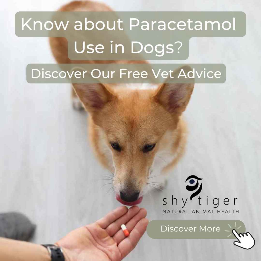Dog about to eat Paracetamol