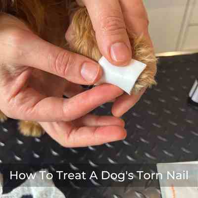 Vet shows us how to treat a torn nail in a dog. 