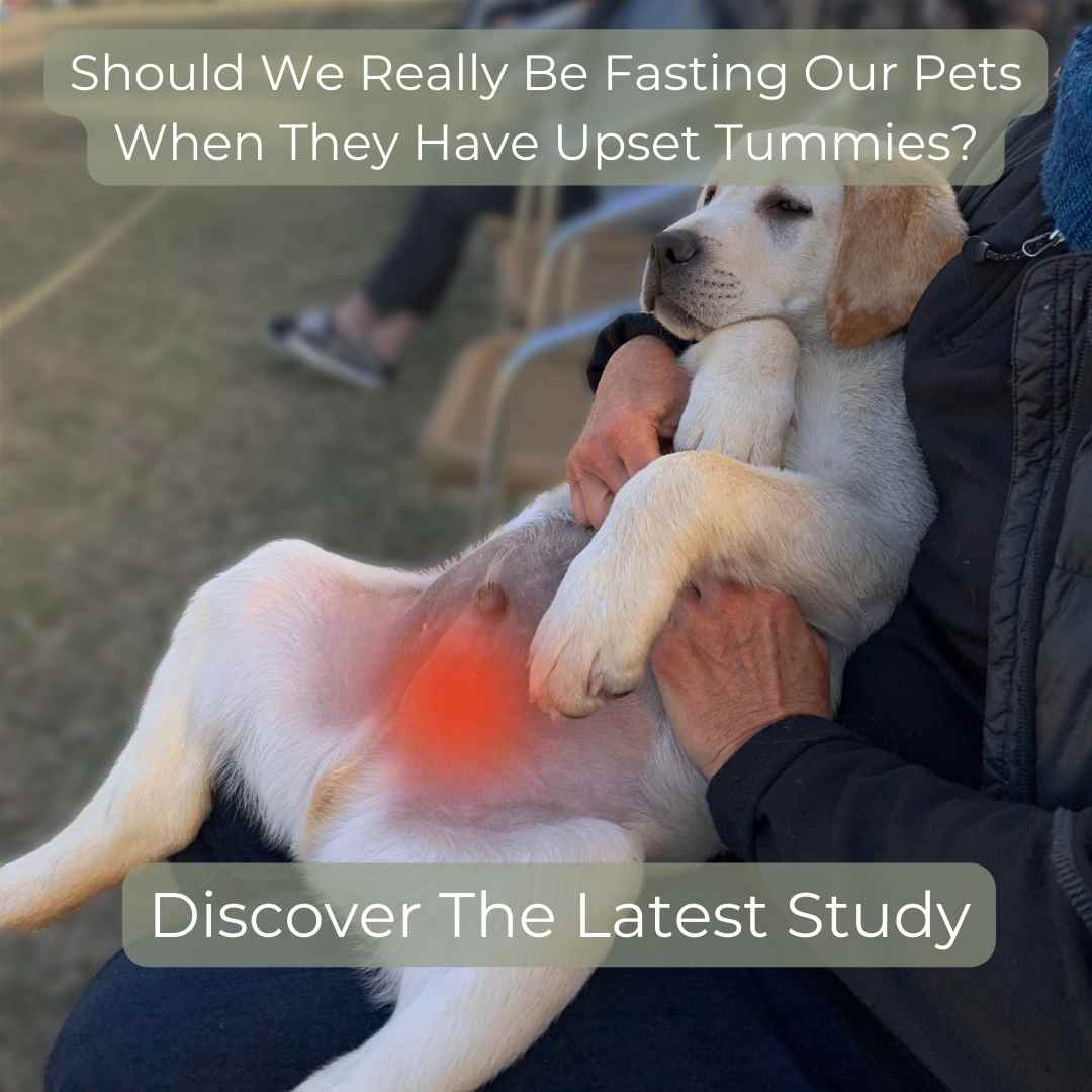 Should We Fast Pets with Upset Tummies?