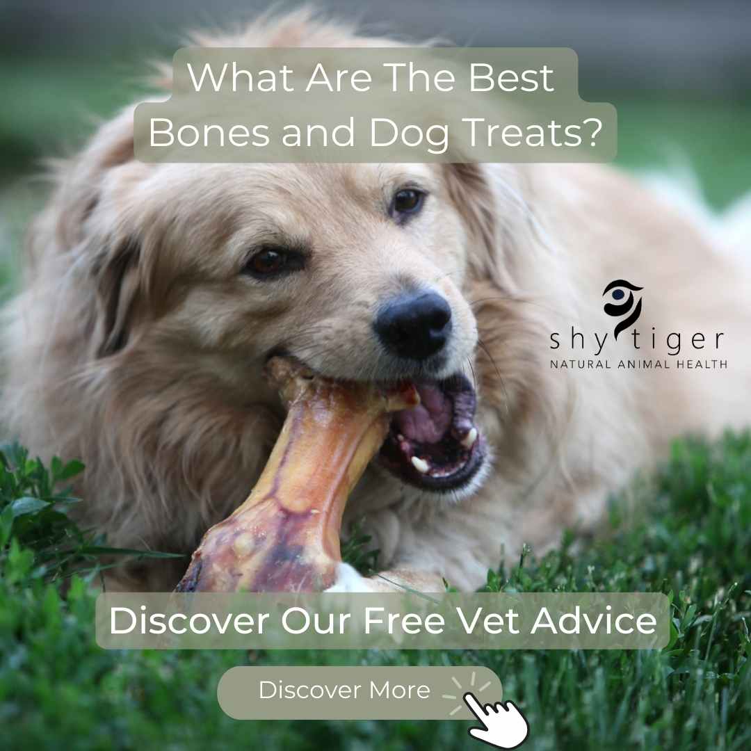 What are the best bones and dog treats?