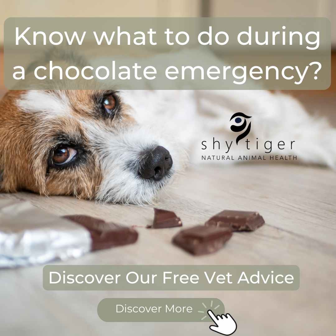 Dog sitting next to blocks of chocolate