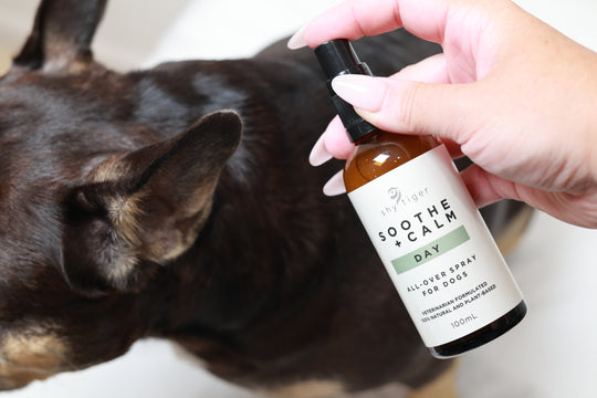 Day Calm Bundle For Dogs