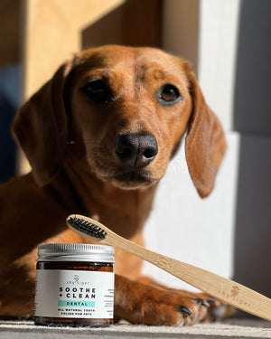 Soothe + Clean Dog Toothpaste