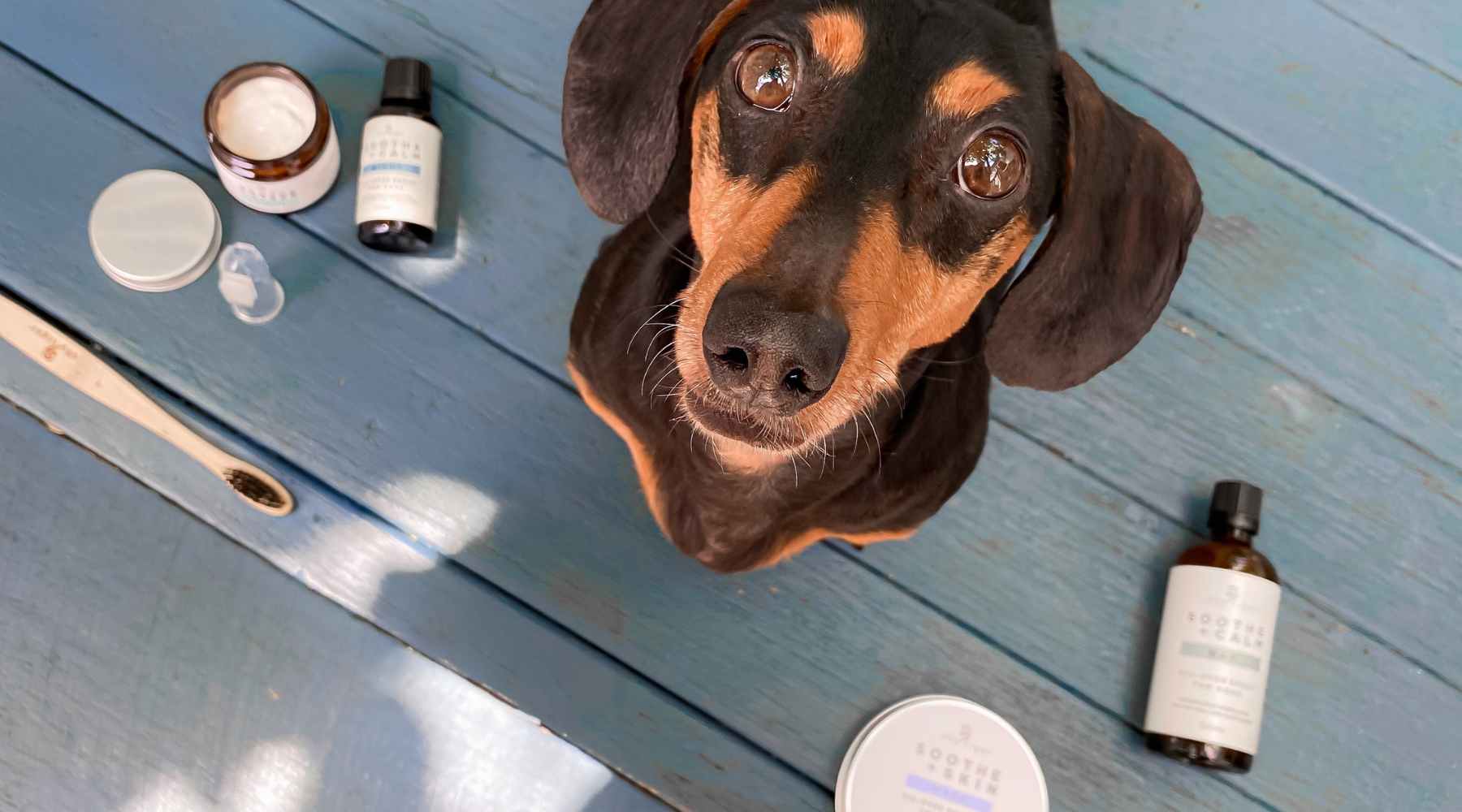 Dachshund with array of Shy Tiger products