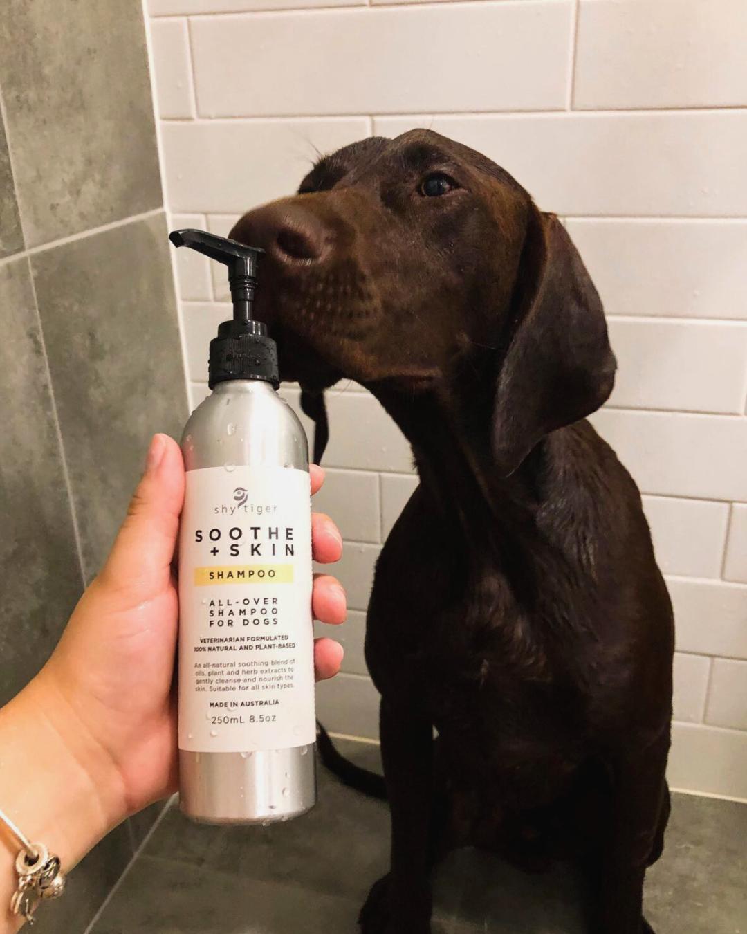 Natural Shampoo Vet-formulated for dogs, Made in Australia by Shy Tiger