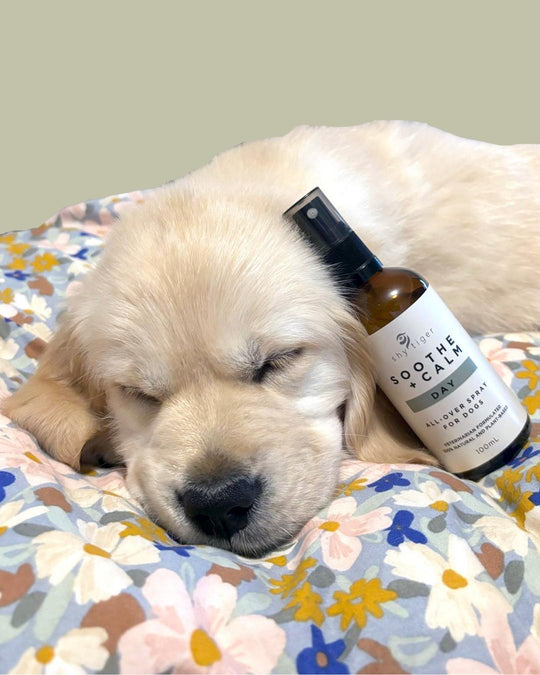 Natural Calming Spray for Dogs, Vet-formulated with 100% Natural Ingredients, Made in Australia by Shy Tiger